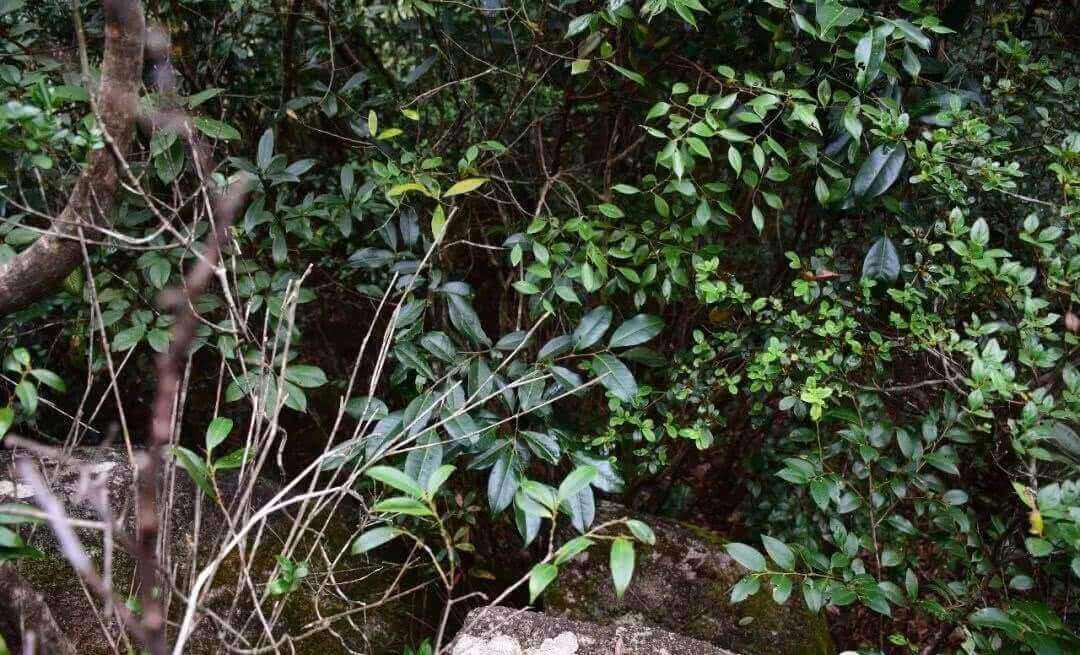 凤凰深山里的野生红茵茶树