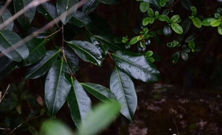 凤凰深山里的野生红茵茶树