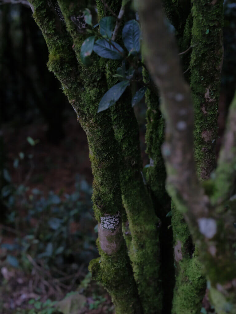 凤凰古茶树