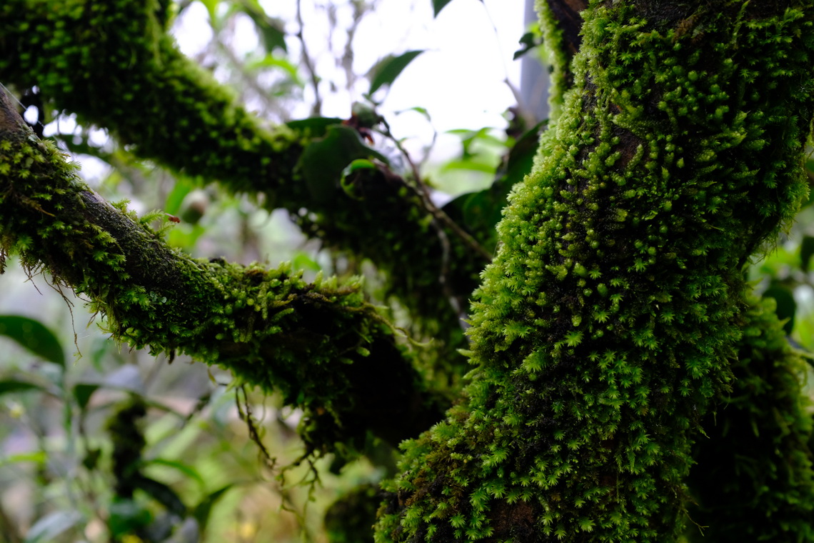 潮州凤凰山的古茶树