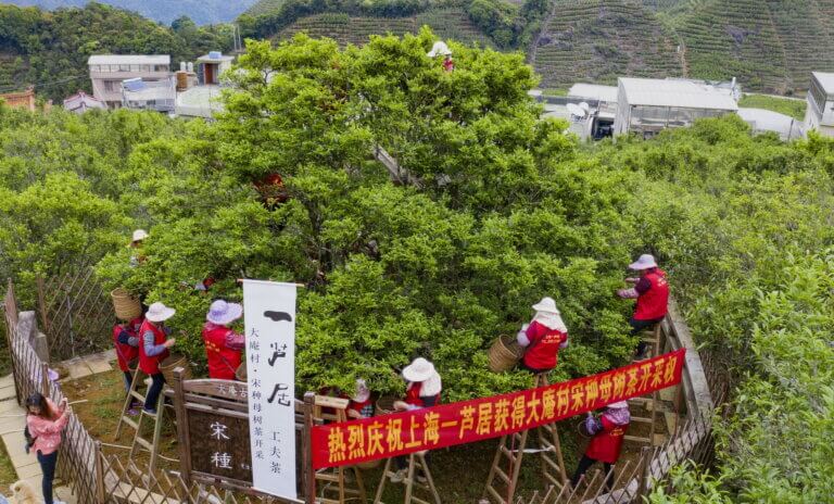 凤凰大庵村,宋种正在采摘