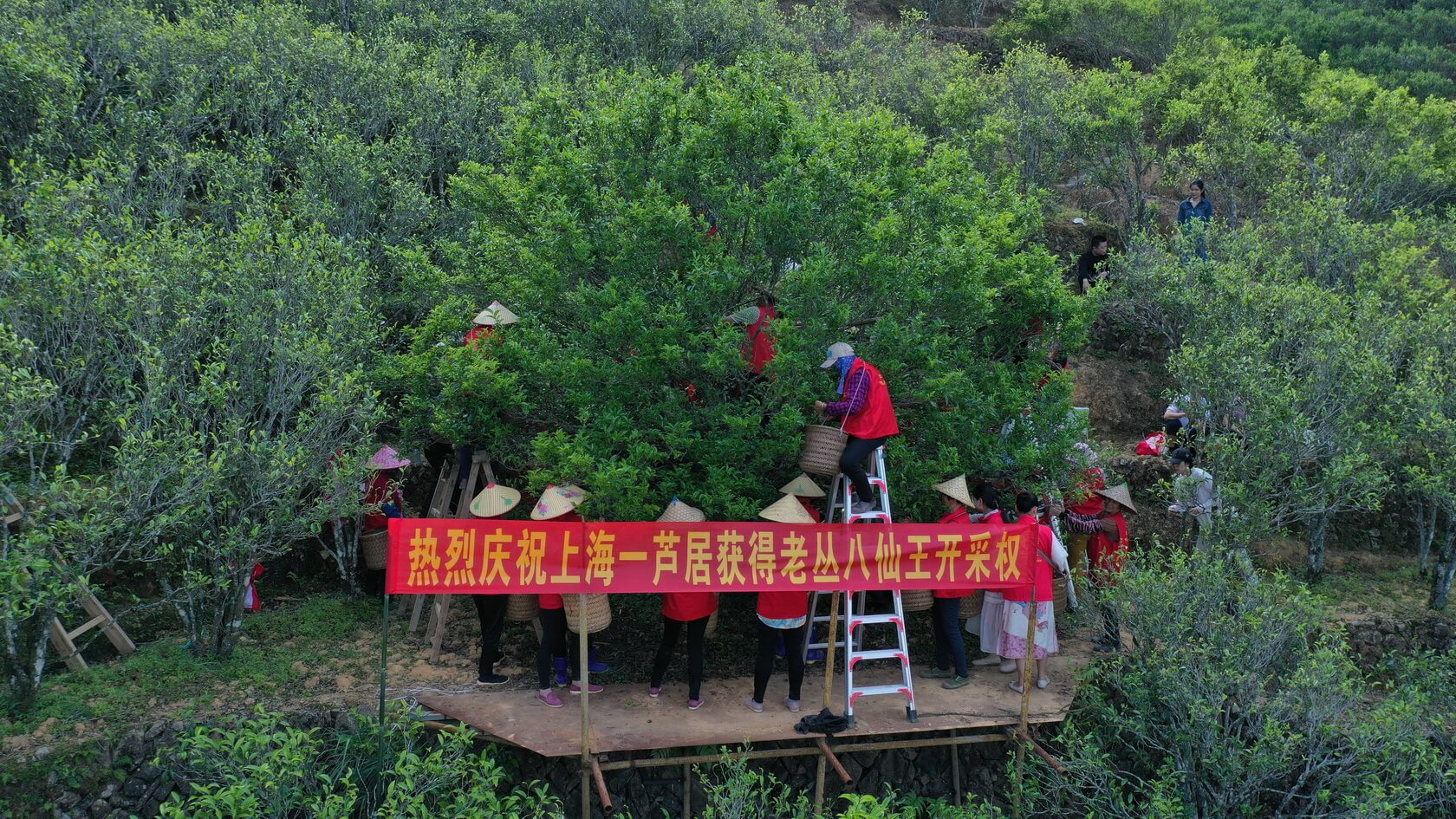 凤凰，八仙母树茶正在采摘
