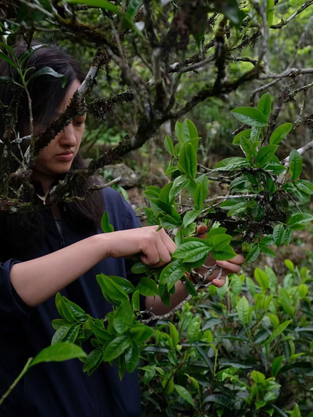 凤凰单丛茶的采摘