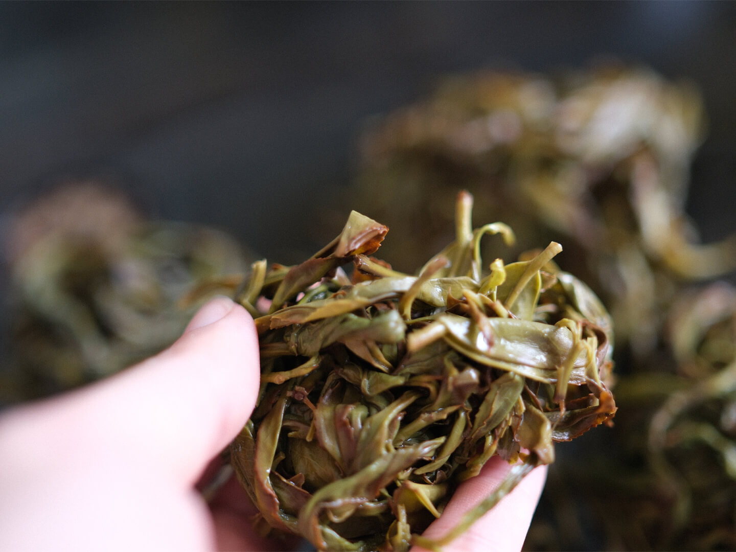 凤凰单丛茶
