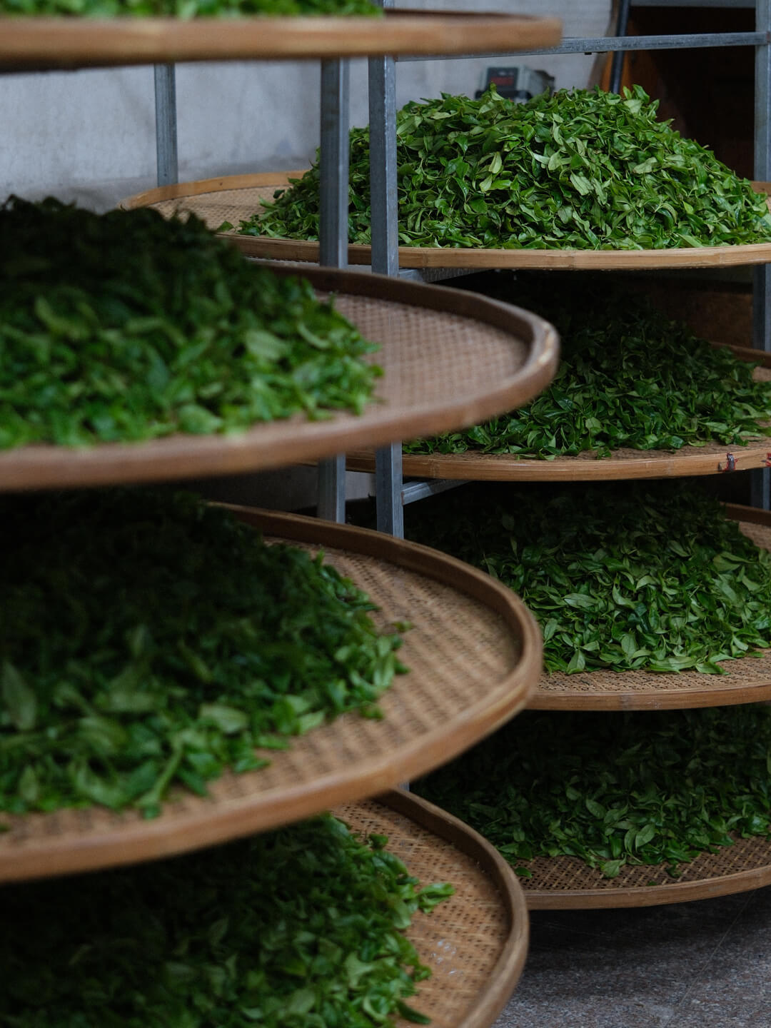2026年4月 制茶间一角