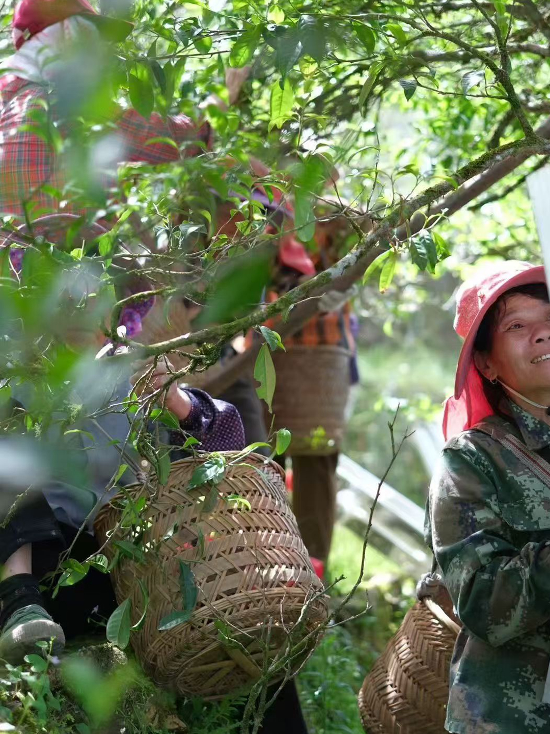 凤凰单丛茶的采摘