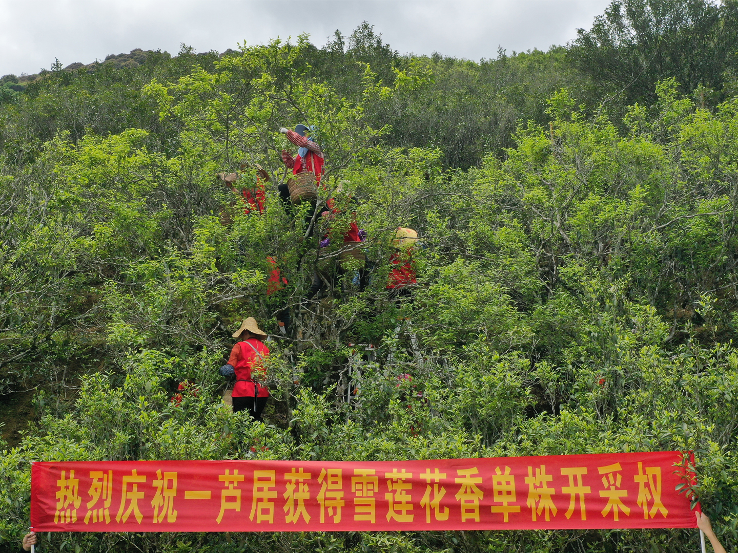 雪莲单丛茶采摘现场